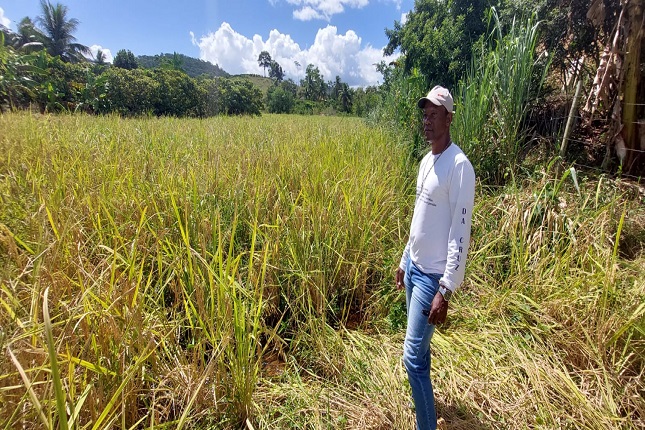 Família de agricultores de Vila Pavão mantém a tradição do cultivo de arroz artesanal.  
