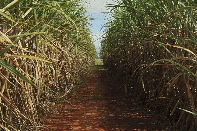 Moagem da cana-de-açúcar atinge recorde histórico na safra de 2023/2024