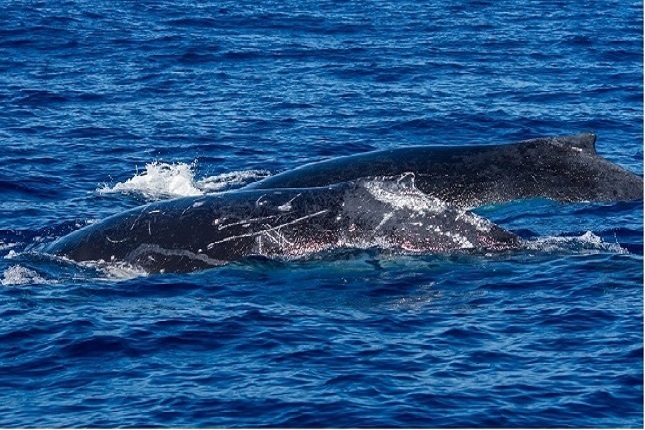 Iniciam os passeios turísticos para avistar baleias Jubartes no ES